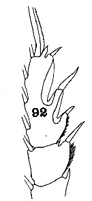 Espce Euchaeta media - Planche 10 de figures morphologiques