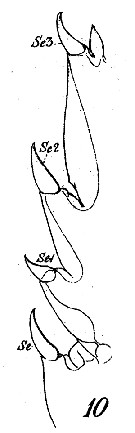 Espce Euchaeta acuta - Planche 8 de figures morphologiques