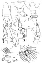 Espce Chirundina streetsii - Planche 4 de figures morphologiques