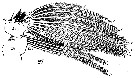 Espce Euchaeta acuta - Planche 9 de figures morphologiques