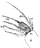 Espce Euchaeta acuta - Planche 10 de figures morphologiques