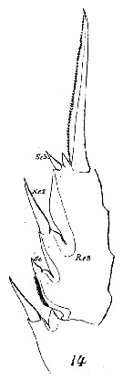 Espce Euchaeta acuta - Planche 12 de figures morphologiques