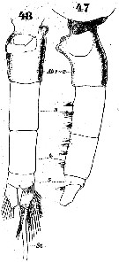 Espce Euchaeta acuta - Planche 13 de figures morphologiques