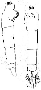 Espce Euchaeta media - Planche 12 de figures morphologiques