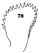 Espce Euchaeta tenuis - Planche 8 de figures morphologiques