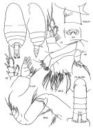 Espce Comantenna brevicornis - Planche 1 de figures morphologiques