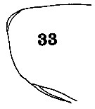 Espce Cephalophanes tectus - Planche 3 de figures morphologiques