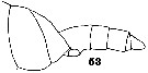 Espce Cephalophanes tectus - Planche 4 de figures morphologiques
