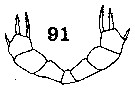 Espce Xanthocalanus pulcher - Planche 2 de figures morphologiques
