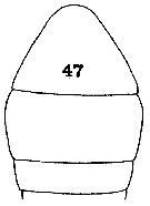 Espce Phaenna latus - Planche 1 de figures morphologiques