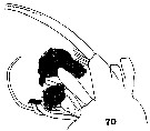 Espce Phaenna latus - Planche 2 de figures morphologiques