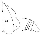 Espce Scopalatum vorax - Planche 6 de figures morphologiques