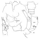 Espce Euchirella bitumida - Planche 2 de figures morphologiques