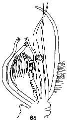Espce Scopalatum vorax - Planche 7 de figures morphologiques