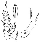 Espce Scopalatum vorax - Planche 8 de figures morphologiques