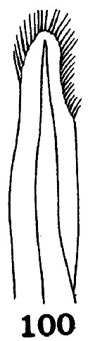 Espce Disseta palumbii - Planche 22 de figures morphologiques