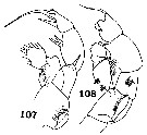 Espce Disseta palumbii - Planche 23 de figures morphologiques