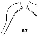 Espce Paraugaptilus buchani - Planche 9 de figures morphologiques