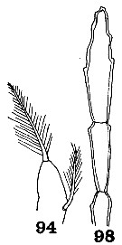Espce Paraugaptilus buchani - Planche 10 de figures morphologiques