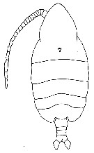 Species Centraugaptilus lucidus - Plate 1 of morphological figures