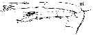 Espce Arietellus setosus - Planche 8 de figures morphologiques