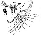 Espce Arietellus setosus - Planche 9 de figures morphologiques