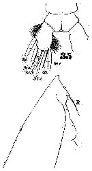 Espce Arietellus setosus - Planche 13 de figures morphologiques
