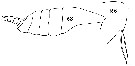 Espce Arietellus setosus - Planche 14 de figures morphologiques