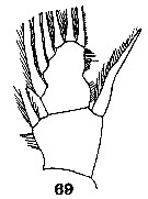 Espce Centraugaptilus horridus - Planche 7 de figures morphologiques