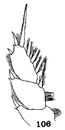 Espce Centraugaptilus horridus - Planche 8 de figures morphologiques