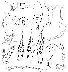 Espce Paracalanus parvus - Planche 13 de figures morphologiques