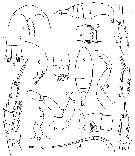 Espce Ctenocalanus vanus - Planche 7 de figures morphologiques