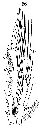 Espce Ctenocalanus vanus - Planche 10 de figures morphologiques