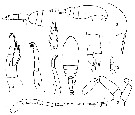 Espce Ctenocalanus vanus - Planche 8 de figures morphologiques