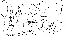 Espce Eurytemora affinis - Planche 2 de figures morphologiques