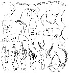 Espce Acartia (Acanthacartia) tonsa - Planche 15 de figures morphologiques