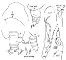 Espce Euchirella similis - Planche 3 de figures morphologiques