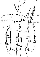 Espce Calanus pacificus - Planche 6 de figures morphologiques