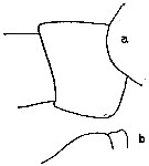Espce Neocalanus gracilis - Planche 12 de figures morphologiques