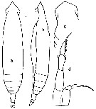 Espce Eucalanus californicus - Planche 5 de figures morphologiques