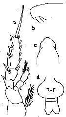 Espce Subeucalanus crassus - Planche 17 de figures morphologiques