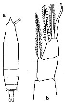 Espce Rhincalanus nasutus - Planche 10 de figures morphologiques
