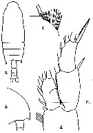 Espce Gaetanus pungens - Planche 5 de figures morphologiques