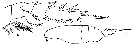 Espce Undeuchaeta plumosa - Planche 12 de figures morphologiques