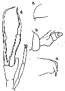 Espce Euchirella messinensis - Planche 16 de figures morphologiques