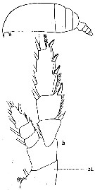 Espce Euchirella rostrata - Planche 18 de figures morphologiques