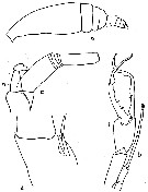 Espce Euchirella pulchra - Planche 9 de figures morphologiques
