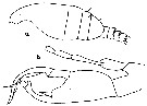 Species Euchirella amoena - Plate 8 of morphological figures