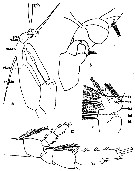Espce Euchaeta acuta - Planche 14 de figures morphologiques