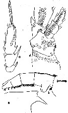Espce Euchaeta spinosa - Planche 7 de figures morphologiques
